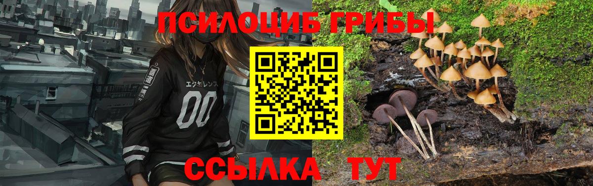 Псилоцибиновые грибы мицелий  наркошоп  Лесосибирск  Галлюциногенные грибы GOLDEN TEACHER 